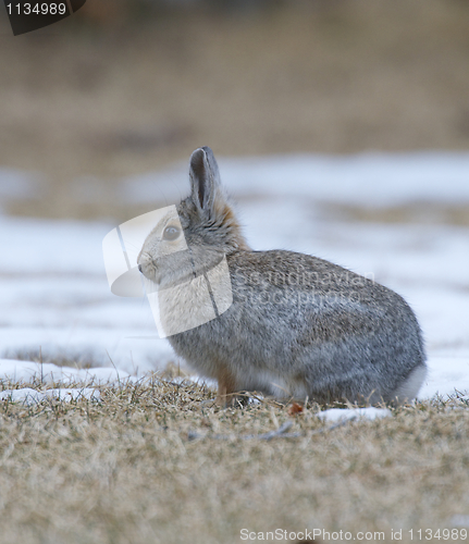 Image of Mountain Cottontail 
