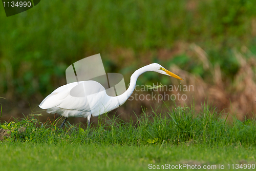 Image of Great Egret, Ardea alba