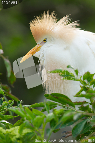 Image of Cattle Egret, Bubulcus ibis