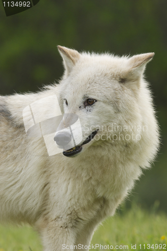 Image of Gray Wolf portrait 