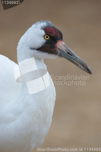 Image of Critically Endangered Whooping Crane, Grus americana