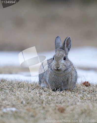 Image of Mountain Cottontail 