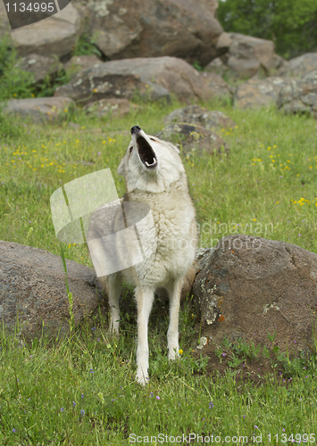 Image of Coyote howling 