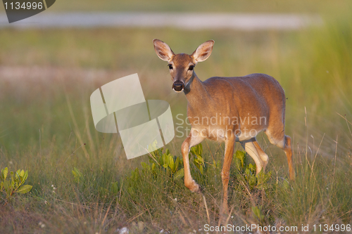 Image of Endangered Key Deer walking 