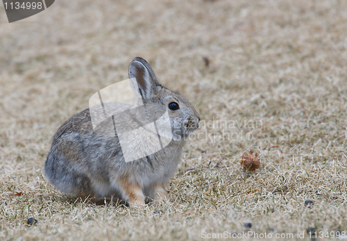 Image of Mountain Cottontail 