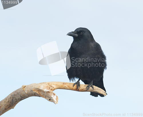 Image of American Crow, Corvus brachyrhynchos