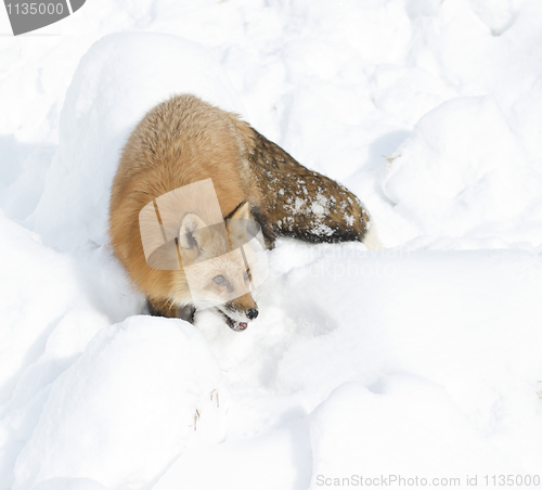 Image of Red Fox walking