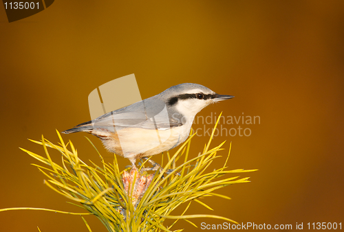 Image of Eurasian Nuthatch, Sitta europaea