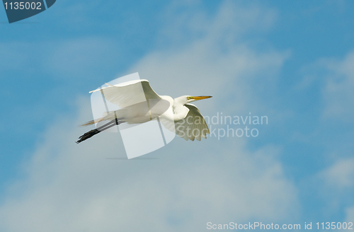 Image of Great Egret, Ardea alba