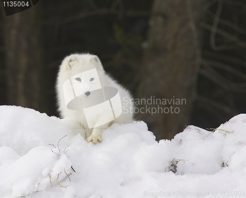 Image of Arctic Fox in deep white snow