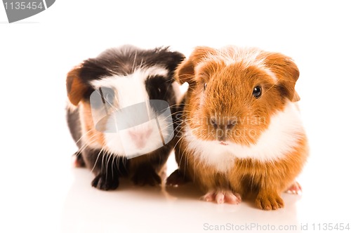 Image of baby guinea pigs