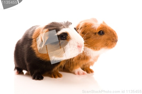 Image of baby guinea pigs