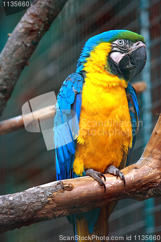 Image of parrot