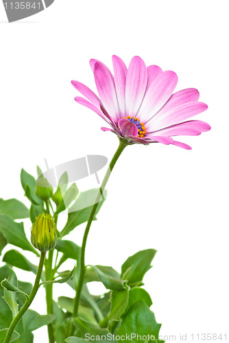 Image of Pink arctotis flower