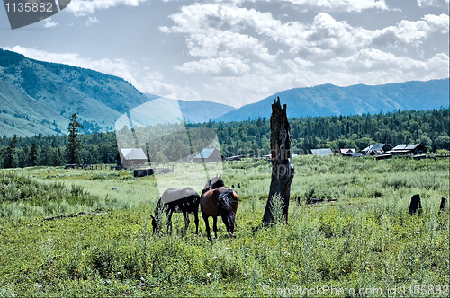 Image of Horse in countryside