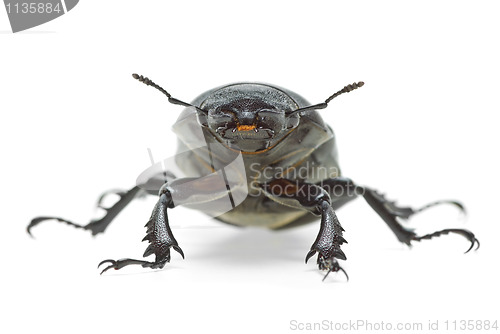 Image of Female stag beetle