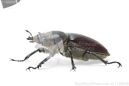 Image of Female stag beetle