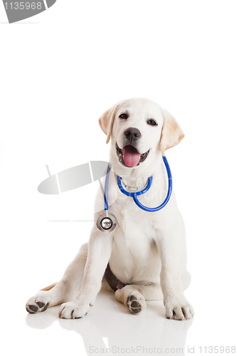 Image of Veterinarian dog