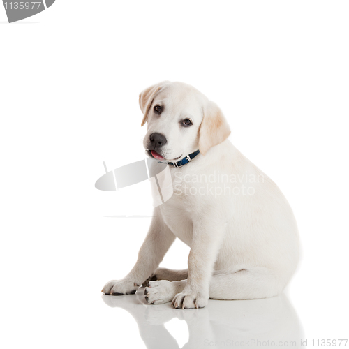 Image of Labrador Retriever Puppy