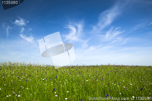 Image of Green meadow