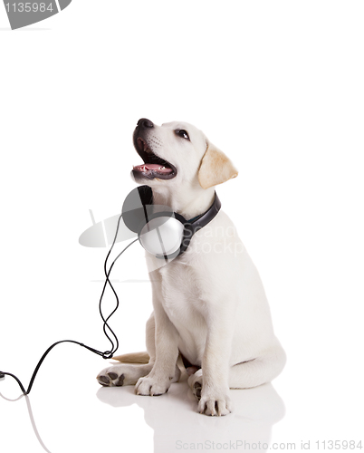 Image of Dog listening to music