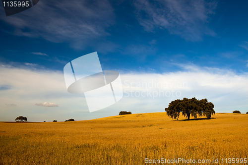 Image of Yellow wheat field