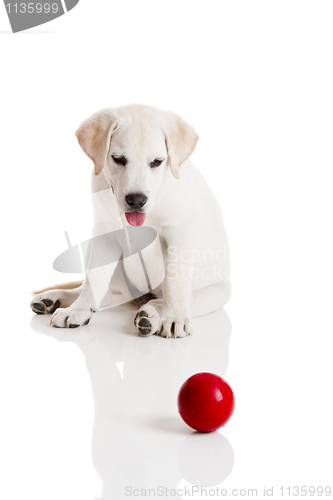 Image of Labrador Puppy playing