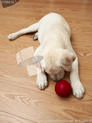 Image of Labrador Puppy playing