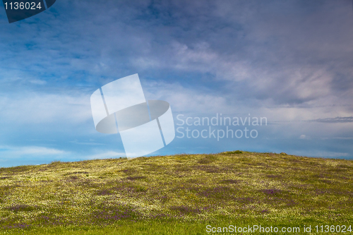 Image of Green meadow