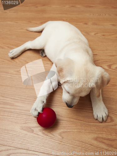 Image of Labrador Puppy playing