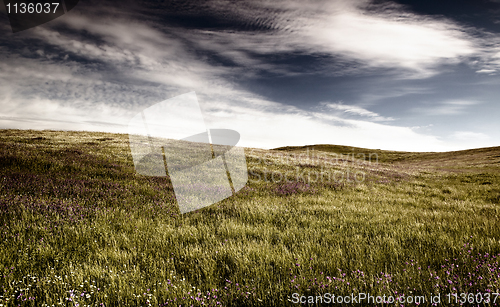 Image of Green meadow