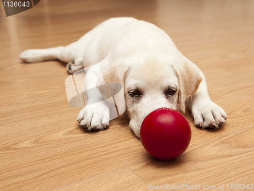Image of Labrador Puppy playing