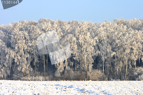 Image of Winter Landscape