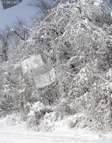 Image of Winter landscape