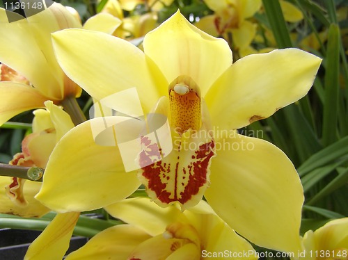 Image of orchid