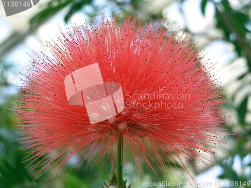 Image of Calliandra haematocephala. 