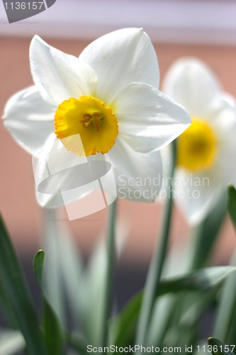 Image of Narcissus