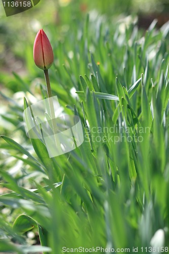 Image of tulip