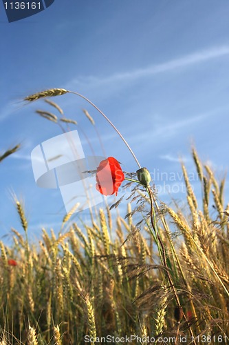 Image of red poppy