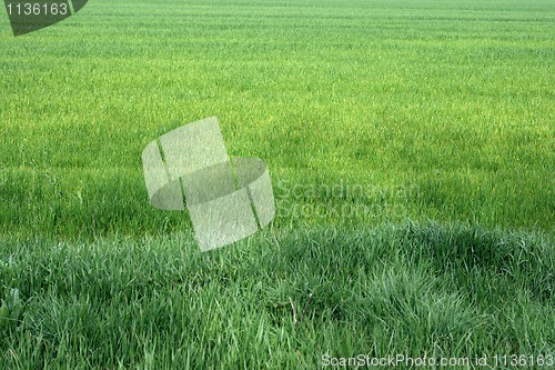 Image of Green field