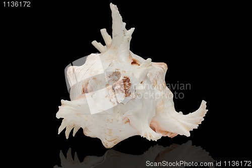 Image of Seashell