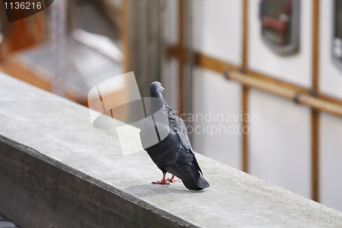 Image of Pigeon