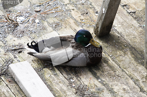 Image of Duck