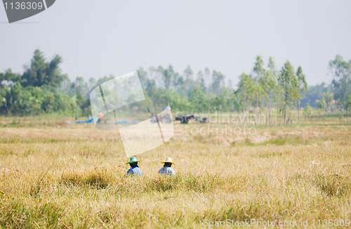 Image of Two farmers harvesting rice by hand