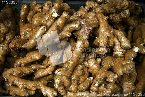 Image of wild ginger