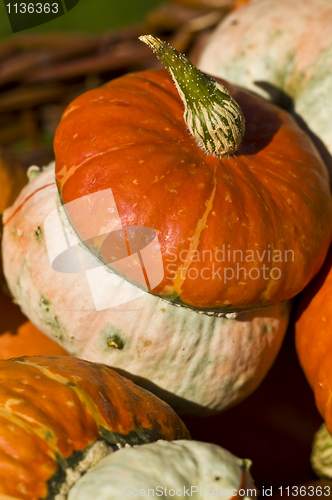 Image of Pumpkins