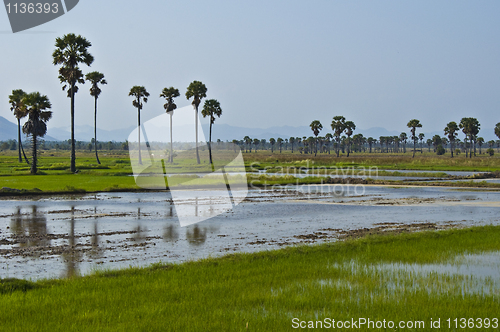 Image of Rice fields