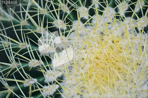 Image of Cactus