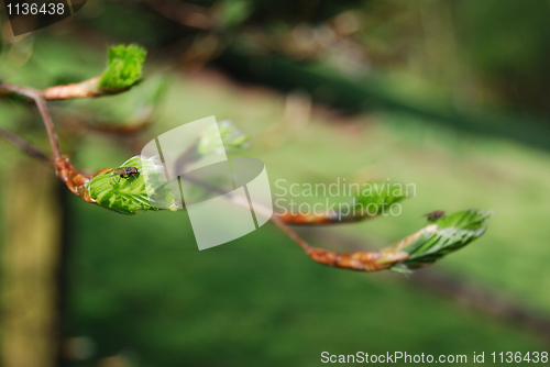 Image of New leaves