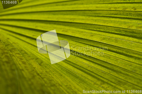 Image of Macro of a leaf